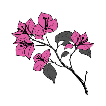 Creative Top Bougainvillea Flower Illustrationのイラスト素材