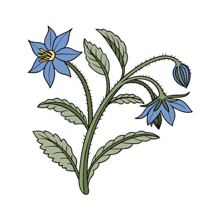 Vibrant Borage Flower Top Graphic Designのイラスト素材