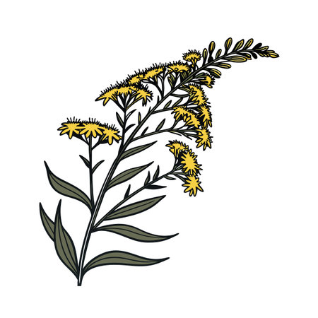 Elegant Flat Top Goldenrod Designのイラスト素材