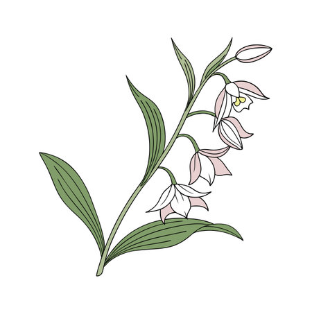 Creative Helleborine Flower Illustration Twoのイラスト素材
