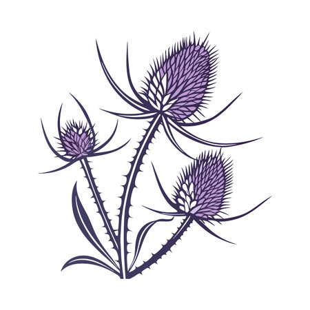 Stylish Rattlesnake Master Flower Illustrationのイラスト素材