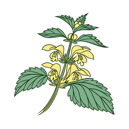 Yellow Archangel Flower Illustration with Bold Outline