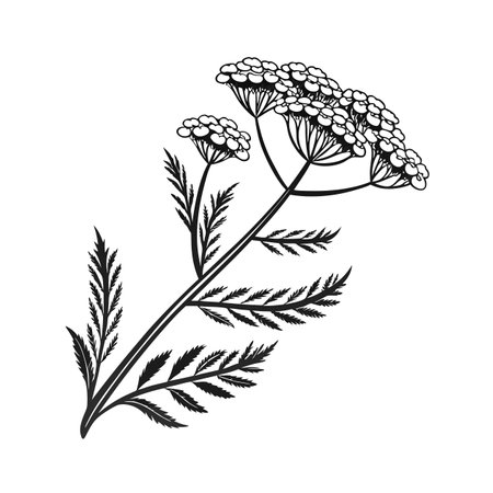 Yarrow Flower Illustration with Bold Outlineのイラスト素材