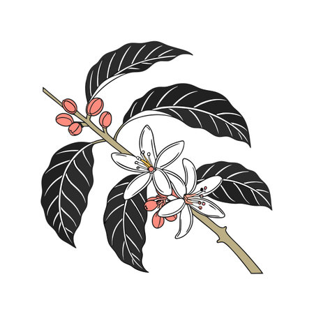 Stunning Coffee Blossom Flower Graphicのイラスト素材