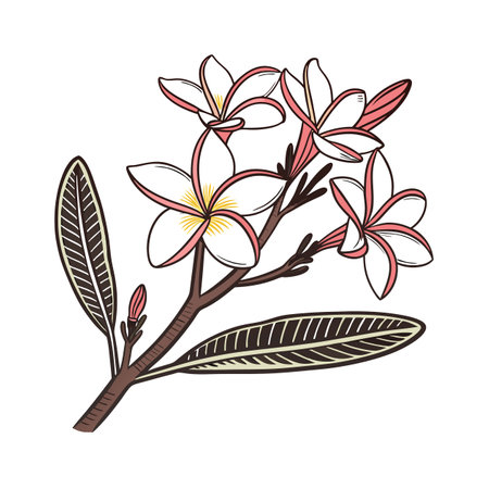 Stunning Frangipani Flower Designのイラスト素材