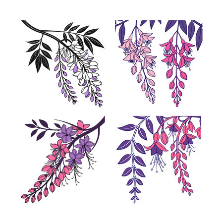 Wisteria Flower Illustration with Bold Outlineのイラスト素材