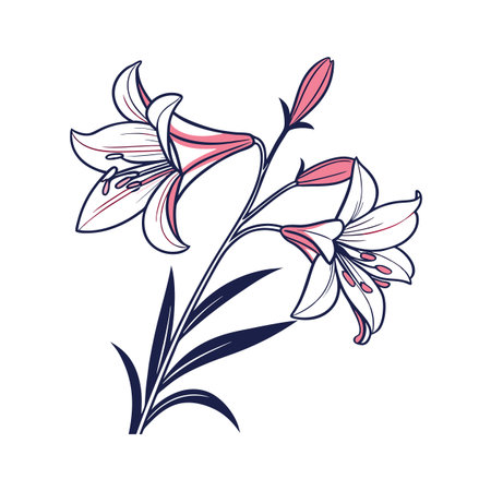 Stunning Belladonna Lily Design Vectorのイラスト素材