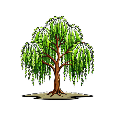 Bold Illustration of Weeping Birch Treeのイラスト素材