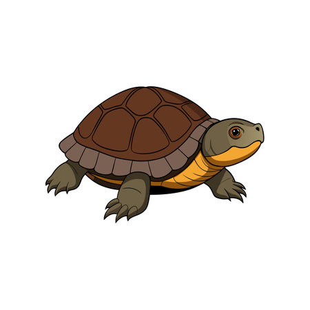 Mexican Mud Turtle: A Nature Illustrationのイラスト素材