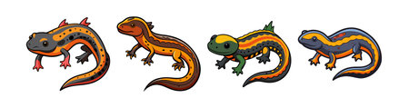 Realistic Alpine Newt Illustration in Colorのイラスト素材