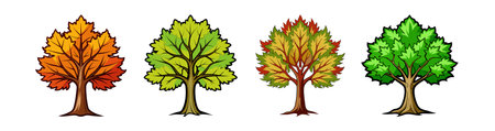 Bold Bigleaf Maple Tree Illustration Designのイラスト素材