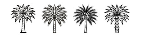 Bold Illustration of Judean Date Palmのイラスト素材