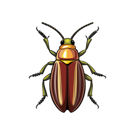Realistic Color Illustration of Click Beetleのイラスト素材