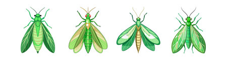 Realistic Green Lacewing Illustration Capturing Nature's Essenceのイラスト素材