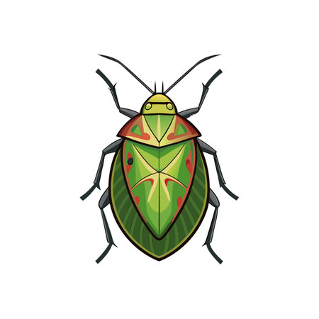 Realistic Color Illustration of Shield Bugのイラスト素材