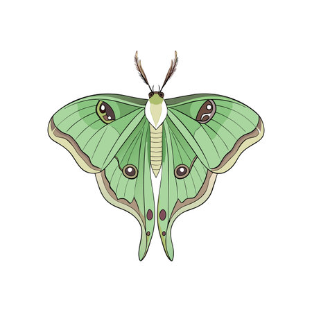 Detailed Color Illustration of Luna Mothのイラスト素材