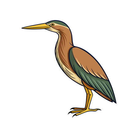 Elegant Artwork of American Bittern Birdのイラスト素材