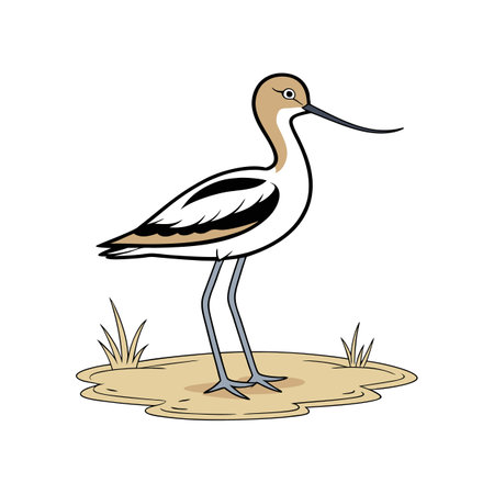 Realistic American Avocet Bird Colorful Artworkのイラスト素材