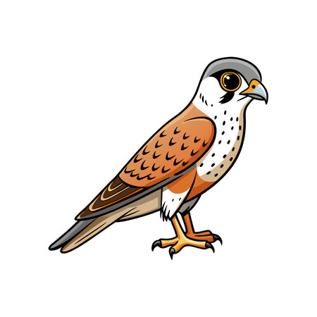 Dynamic American Kestrel Bird Illustrationのイラスト素材