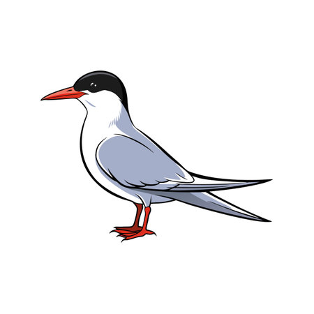 Charming Arctic Tern Bird Artwork Designのイラスト素材