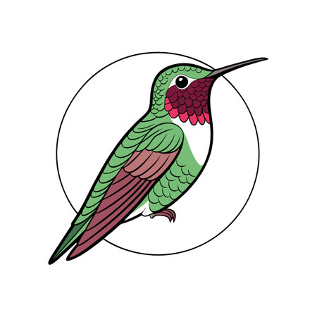 Vibrant Anna's Hummingbird Realistic Color Illustrationのイラスト素材