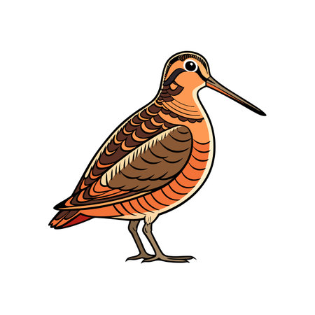 Elegant American Woodcock in Serene Environmentのイラスト素材