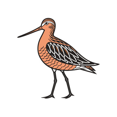 Elegant Realistic Illustration of Bar-Tailed Godwitのイラスト素材