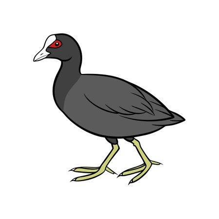 Vivid Artwork of American Coot Birdのイラスト素材