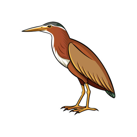 Vivid Chinese Pond Heron Bird Designのイラスト素材