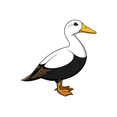 Vivid Common Eider Designのイラスト素材