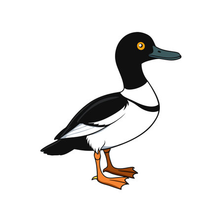 Charming Common Goldeneye Portraitのイラスト素材