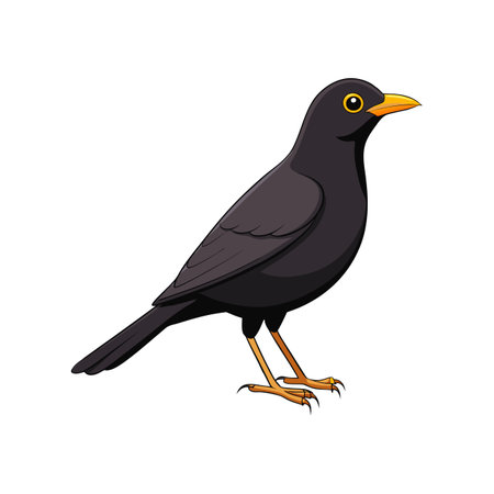 Vivid Common Blackbird Illustrationのイラスト素材