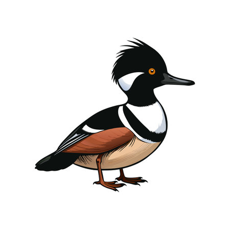 Detailed Hooded Merganser Bird Color Artworkのイラスト素材