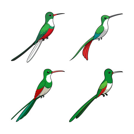 Stunning Booted Racket-Tail Bird Illustration with Detailのイラスト素材