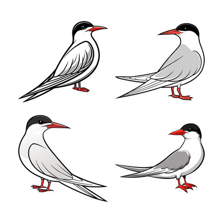 Stunning Arctic Tern Bird Realistic Color Illustrationのイラスト素材
