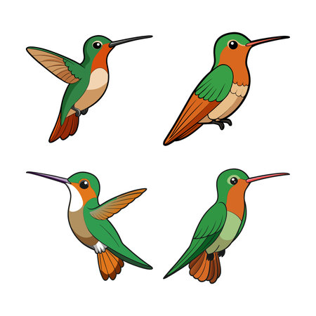 Vivid Buff-Bellied Hummingbird Bird Artworkのイラスト素材