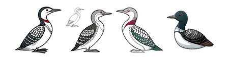 Beautiful Arctic Loon Bird Realistic Color Illustrationのイラスト素材