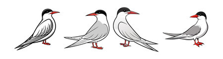 Stunning Arctic Tern Bird Realistic Color Illustration