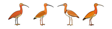 Elegant Long-billed Curlew Artwork