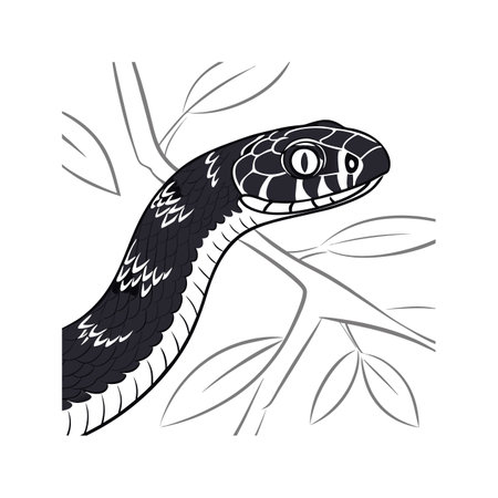 Vivid Mexican Black Kingsnake Among Rocksのイラスト素材