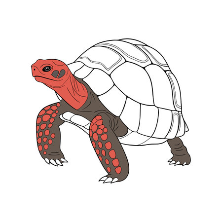 Colorful Illustration of Red-Footed Tortoise in Habitatのイラスト素材