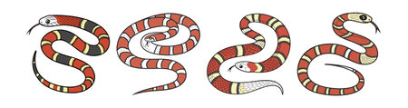 Realistic False Coral Snake Colorful Wildlife Illustration