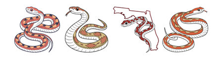 Realistic Florida Pine Snake Colorful Wildlife Illustration