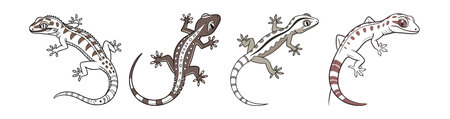 Realistic Mourning Gecko Wildlife Artworkのイラスト素材