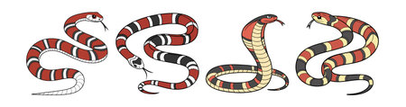 Beautiful Mexican Milk Snake in Natural Habitatのイラスト素材
