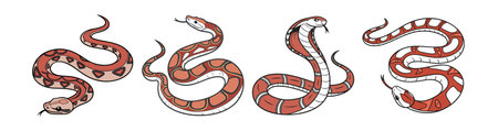 Realistic Red-Tailed Boa Colorful Wildlife Illustration