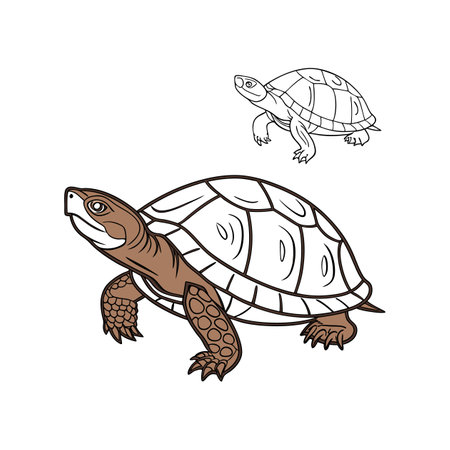 Stunning Mexican Mud Turtle in Aquatic Habitatのイラスト素材