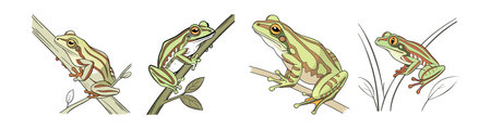 Realistic Barbour's Tree Frog Color Illustrationのイラスト素材