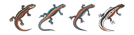 Realistic Alpine Newt Illustration in Color