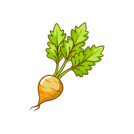 Detailed Chervil Root Vegetable Color Illustrationのイラスト素材